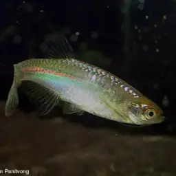 Pearl Danio, photo 3
