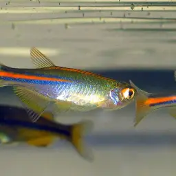 Pearl Danio, photo 5