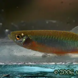 Pearl Danio, photo 6