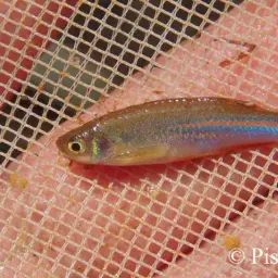Pearl Danio, photo 7
