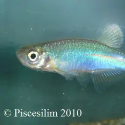 Pearl Danio, photo 8