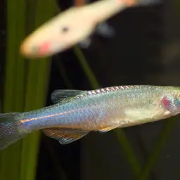 Pearl Danio, photo 9