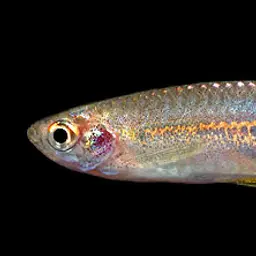 Pearl Danio, photo 10
