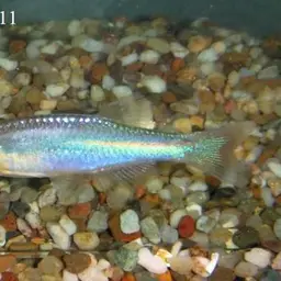 Pearl Danio, photo 11