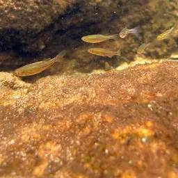 Pearl Danio, photo 12