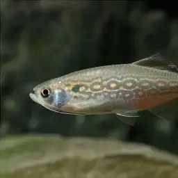Olive danio, photo 2