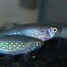 Olive danio, photo 3
