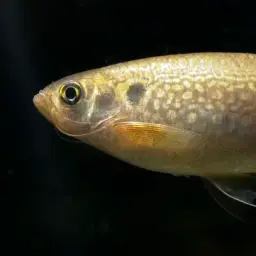 Olive danio, photo 4