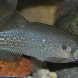 Olive danio, photo 5