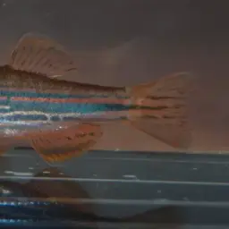 Olive danio, photo 6