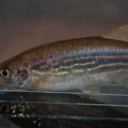 Olive danio, photo 7