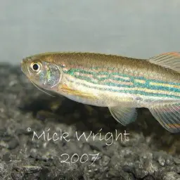 Olive danio, photo 8