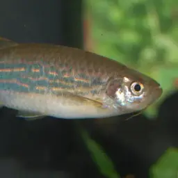 Olive danio, photo 9
