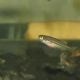 Olive danio, photo 10