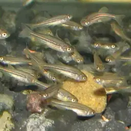Olive danio, photo 11