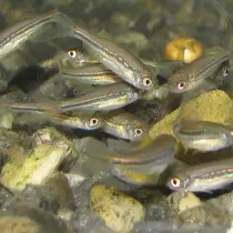 Olive danio, photo 12