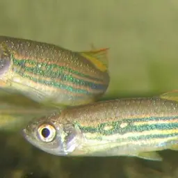 Olive danio