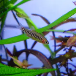 Emerald Dwarf Danio