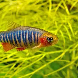Emerald Dwarf Danio, photo 2