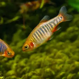 Emerald Dwarf Danio, photo 3