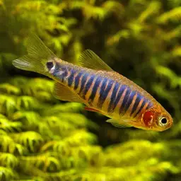 Emerald Dwarf Danio, photo 4