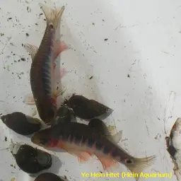 Emerald Dwarf Danio, photo 8