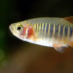 Emerald Dwarf Danio, photo 9