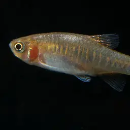 Emerald Dwarf Danio, photo 10
