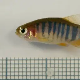 Emerald Dwarf Danio, photo 11