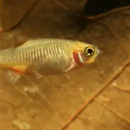 Emerald Dwarf Danio, photo 12