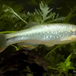 Danio Sp. Gold Laser