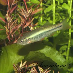 Danio Sp. Gold Laser, photo 3