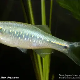 Danio Sp. Gold Laser, photo 6