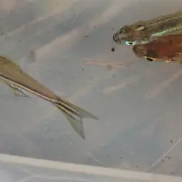 Leopard Danio (Tank-Bred), photo 3
