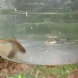 Leopard Danio (Tank-Bred), photo 5