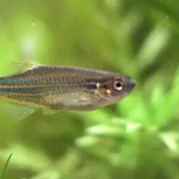Blue danio