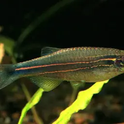 Blue danio, photo 2