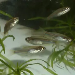 Blue danio, photo 3