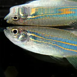 Blue danio, photo 4