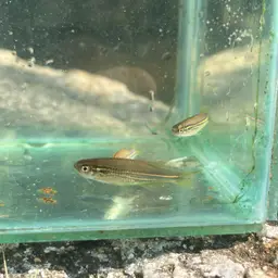Blue danio, photo 5