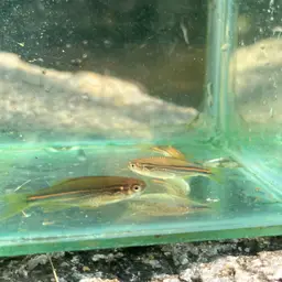 Blue danio, photo 6