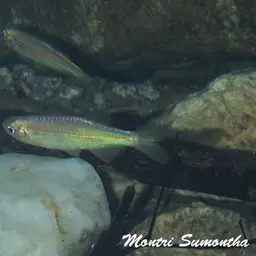 Blue danio, photo 7