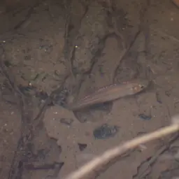 Blue danio, photo 8