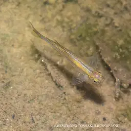 Blue danio, photo 10