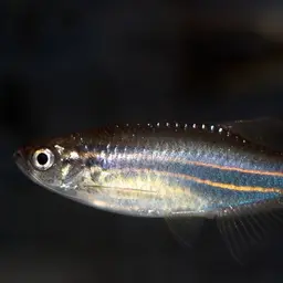 Blue danio, photo 11