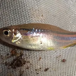 Blue danio, photo 12