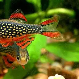 Celestial Pearl Danio