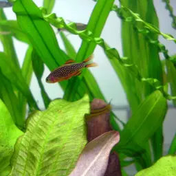 Celestial Pearl Danio, photo 2
