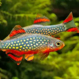 Celestial Pearl Danio, photo 3