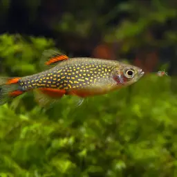 Celestial Pearl Danio, photo 6